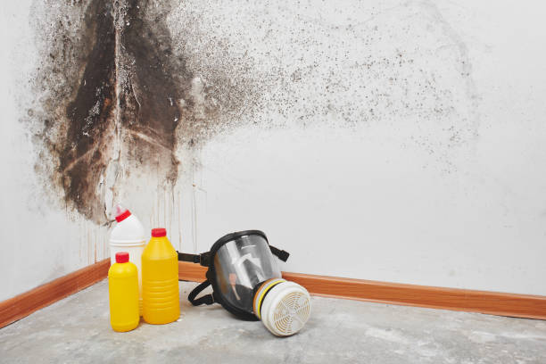 Best Certified Mold Removal  in Lewisville, TX