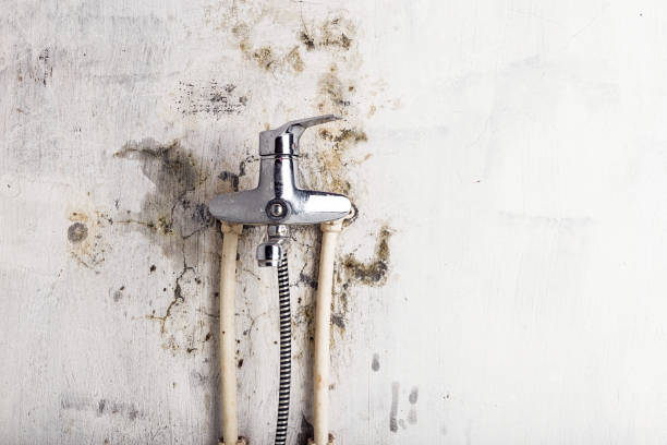 Trusted Lewisville, TX Mold Removal Experts