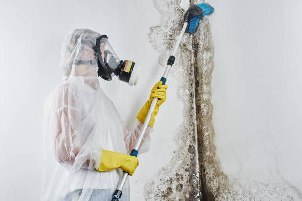 Office Mold Removal Services in Lewisville, TX