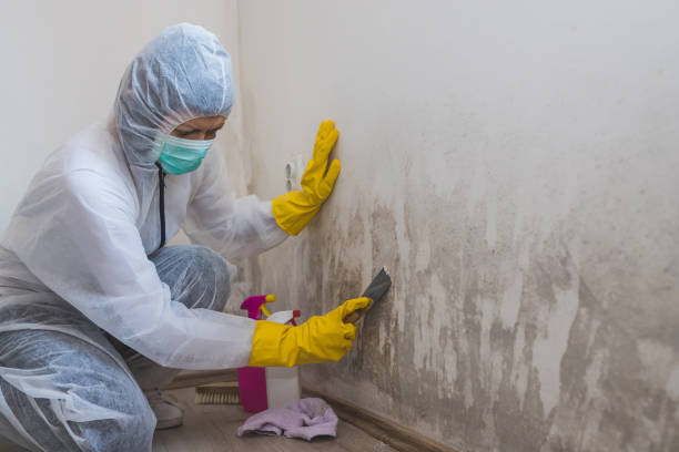 Best Affordable Mold Removal  in Lewisville, TX