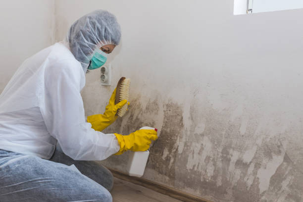 Best Toxic Mold Removal  in Lewisville, TX