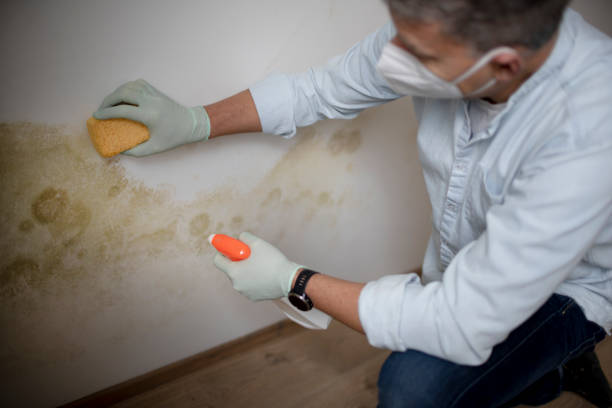 Mold Testing and Removal