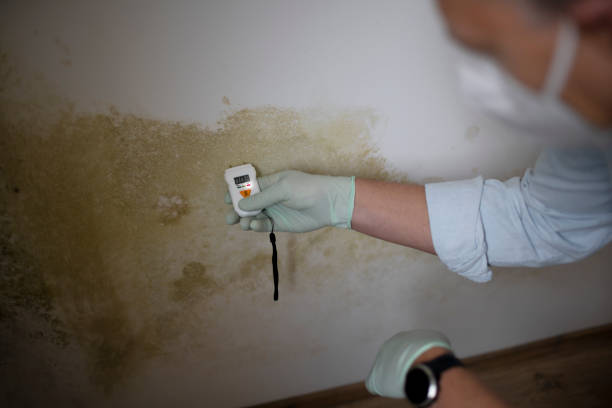 Best Mold Damage Repair  in Lewisville, TX