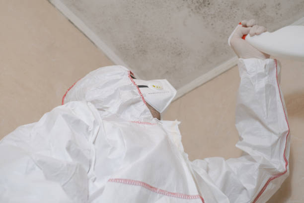 Best Attic Mold Removal  in Lewisville, TX