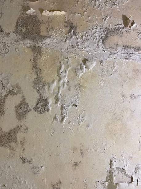 Best Mold Remediation  in Lewisville, TX