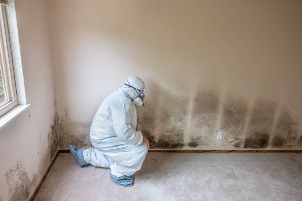 Best Residential Mold Removal  in Lewisville, TX