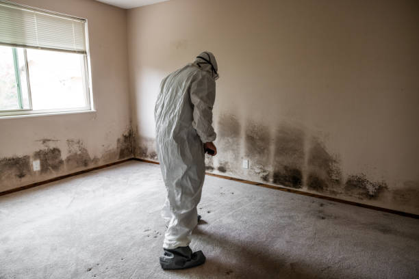 Best Professional Mold Removal  in Lewisville, TX