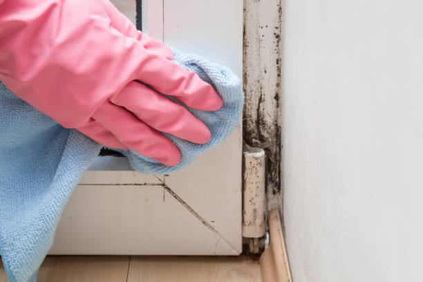 Best Mold Damage Repair  in Lewisville, TX