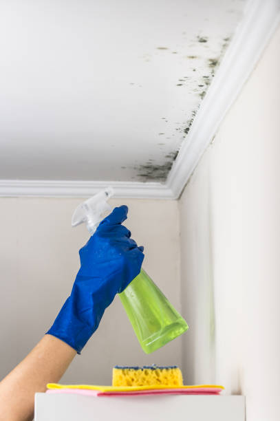 Best Professional Mold Removal  in Lewisville, TX